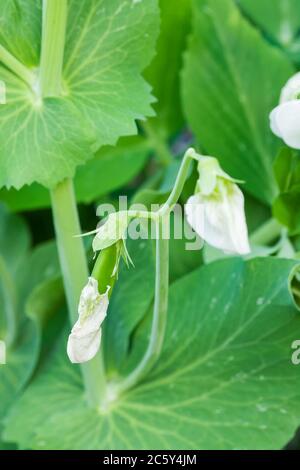 Sugar Snap Peas growing, showing the pod emerging from the blossom, in a garden in Issaquah, Washington, USA Stock Photo