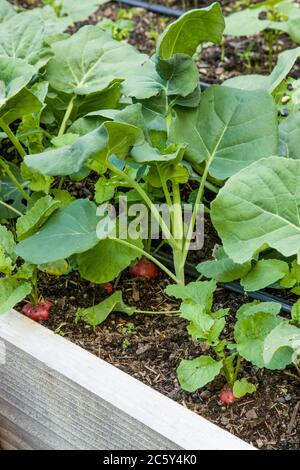 Sora Radishes growing in a raised bed vegetable garden in Issaquah, Washington, USA Stock Photo