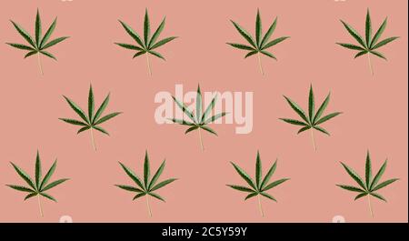 Pattern of green cannabis leaves on a pink background. Stock Photo