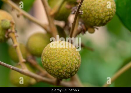 The young fruit of the Lamyai tree. Stock Photo