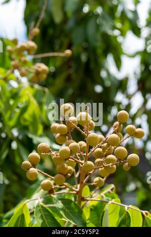 The young fruit of the Lamyai tree. Stock Photo