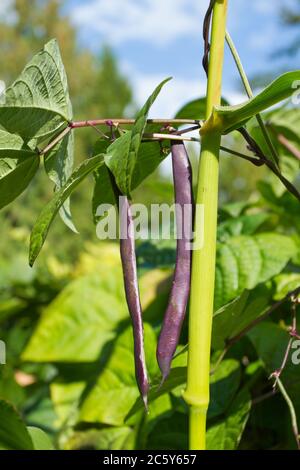Violet podded stringless pole beans growing up a corn stalk for support in a garden in Bellevue, Washington, USA.  Beans and corn are companion plants
