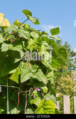 Violet podded stringless pole beans growing in Bellevue, Washington, USA Stock Photo