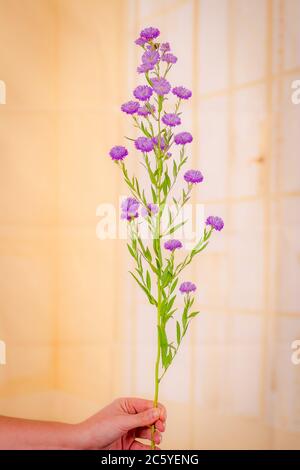 A bouquet of Astee Blue Summer flowers variety, studio shot, purple flowers. Stock Photo