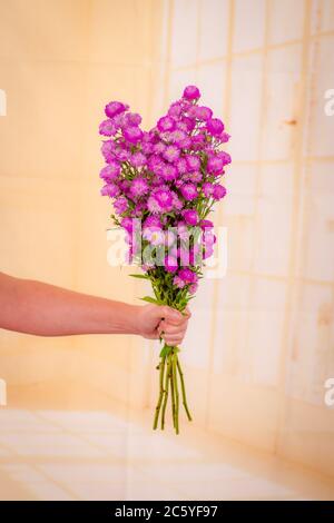 Women hand holding a bouquet of Astee Blue Summer flowers variety, studio shot, pink flowers Stock Photo
