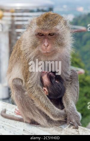 female monkeys , mom with his baby breastfeeding.  Stock Photo