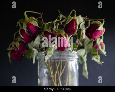 Withered roses on a dark background Stock Photo