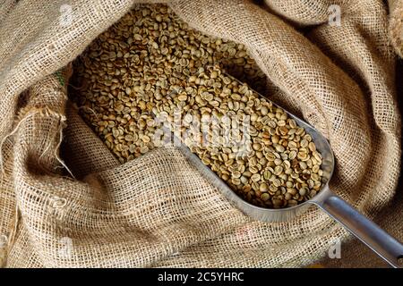 Green, unroasted coffee lies in burlap bags. There is a scoop in the bags to sprinkle grain. Stock Photo