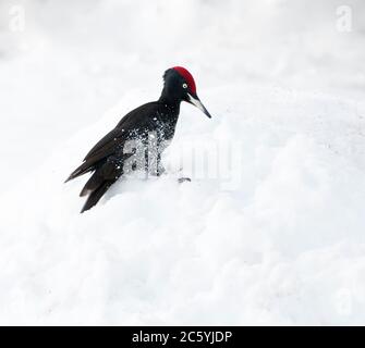 Adult Black Woodpecker (Dryocopus martius) wintering in a Finnish taiga forest in Lapland. Landing in the snow in a forest clearing, looking for falle Stock Photo