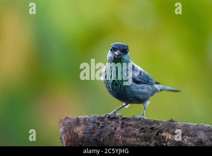 Male Black-capped Tanager (Tangara heinei) perched on a branch in El Dorado Bird Reserve in Sierra Nevada de Santa Marta, Colombia. Stock Photo