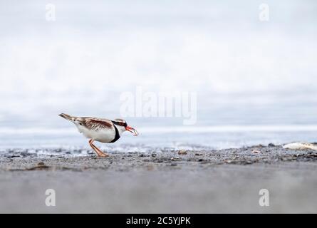Black-fronted Dotterel (Elseyornis melanops) in wetland in New Zealand. Foraging on the shore of a lake. Stock Photo