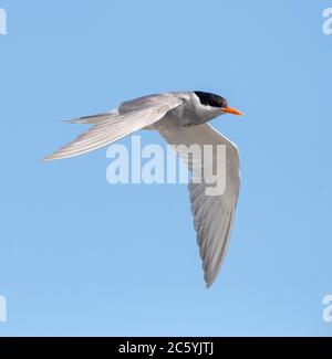 Adult Black-fronted Tern (Chlidonias albostriatus), also known as Tarapiroe, flying in Glentanner Park, South Island, New Zealand Stock Photo