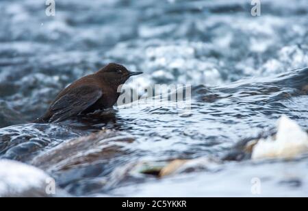 Brown Dipper (Cinclus pallasii pallasii) during cold winter in Japan. Foraging in fast flowing stream near Rausu on the island Hokkaido. Stock Photo