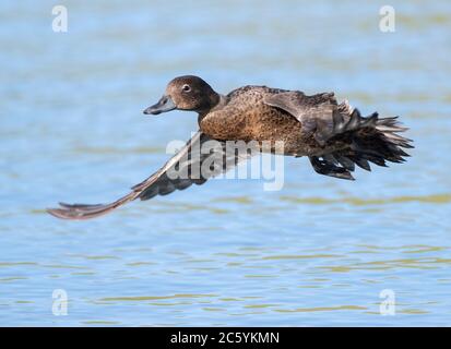 Adult Brown Teal (Anas chlorotis) flying over a lake in the predator-proof sanctuary Tawharanui Regional Park, North Island, New Zealand. The Māori na Stock Photo