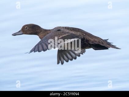 Adult Brown Teal (Anas chlorotis) flying over a lake in the predator-proof sanctuary Tawharanui Regional Park, North Island, New Zealand. The Māori na Stock Photo