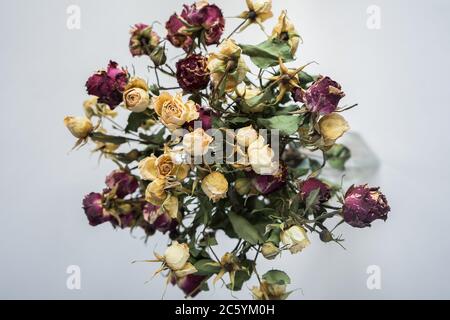 Dried small red and yellow roses on a gray-white background. Bouquet of flowers Stock Photo