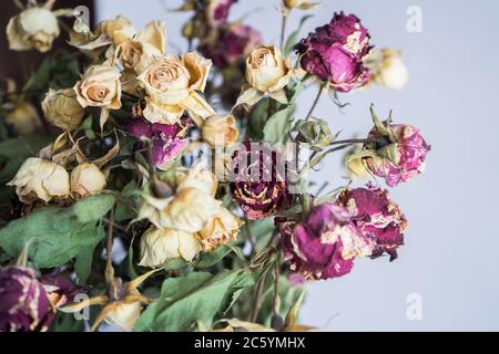 Dried small red and yellow roses on a gray-white background. Bouquet of flowers Stock Photo