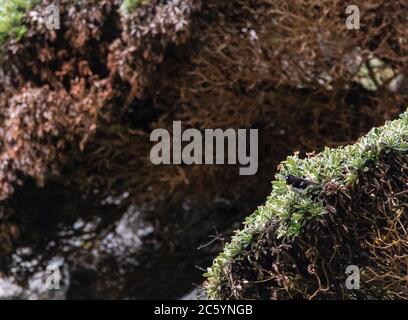 Male Chatham Island Tomtit (Petroica macrocephala chathamensis) sitting on top of a native bush on Mangere island in the Chatham Islands. Stock Photo