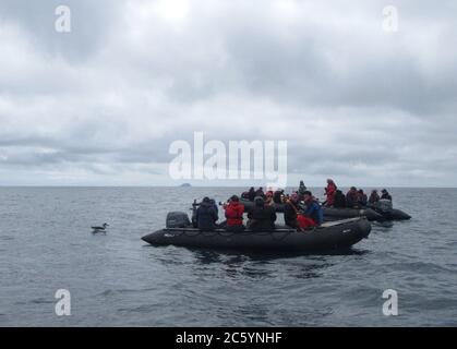 Northern Buller's Albatross (Thalassarche bulleri platei) swimming off Mangere Island, Chatham Islands, New Zealand, surrounded by Zodiacs. Stock Photo