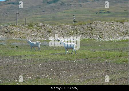 Two running white goats in the pasture. Stock Photo