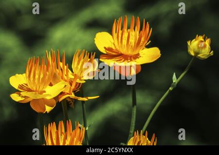 Chinese Globe Flower Trollius chinensis 'Golden Queen' Stock Photo