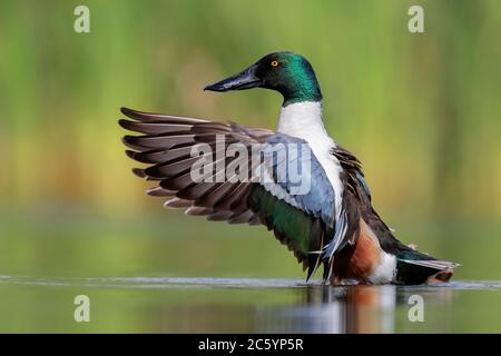 Northern Shoveler (Anas clypeata), side view of an adult male flapping its wings, Campania, Italy Stock Photo