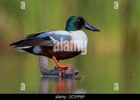 Northern Shoveler (Anas clypeata), side view of an adult male standing on a dead branch, Campania, Italy Stock Photo