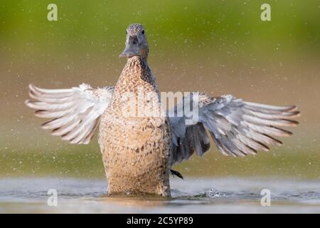 Northern Shoveler (Anas clypeata), adult female shaking its wings, Campania, Italy Stock Photo