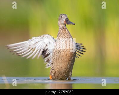Northern Shoveler (Anas clypeata), adult female flapping its wings, Campania, Italy Stock Photo