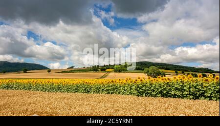 Field of sunflowers. Puy de Dome department, Auvergne-Rhone-Alpes. France Stock Photo