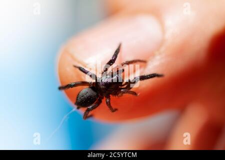 a small poisonous spider on the arm of a man bites the skin injects poison Stock Photo