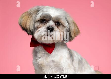 adorable shih tzu dog wearing red bowtie on pink background Stock Photo