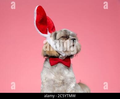 sleepy shih tzu puppy wearing red bowtie and bunny ears, sleeping on pink background Stock Photo