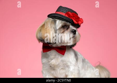 cute shih tzu doggy wearing red bowtie and hand, looking to side and standing on pink background Stock Photo