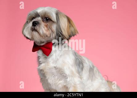 cute shih tzu puppy looking to side and wearing red bowtie on pink background Stock Photo