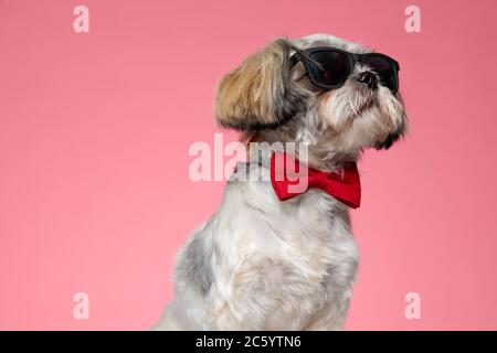 adorable shih tzu puppy looking up and wearing sunglasses, sitting on pink background Stock Photo