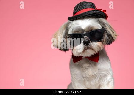 cute shih tzu puppy wearing red bowtie, hat and sunglasses, sitting on pink background Stock Photo