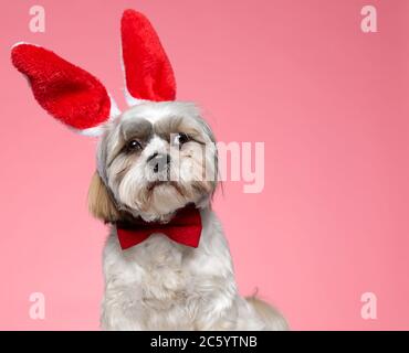 cute shih tzu dog wearing bunny ears and red bowtie, looking to side on pink background Stock Photo