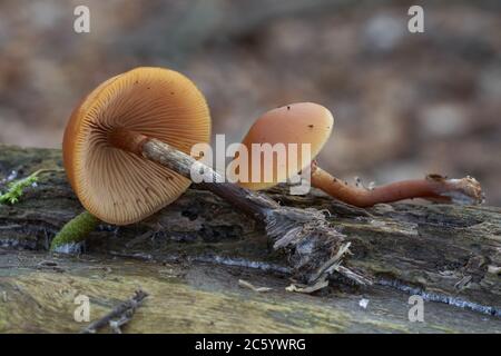 Deadly poisonous mushroom Galerina marginata in the floodplain forest. Known as funeral bell, deadly skullcap or deadly Galerina. Stock Photo