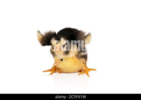 black-yellow chicken attacked a small yellow chicken, sitting on top of it, isolated on a white background Stock Photo