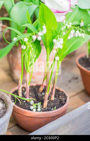 Lily of the valley in flower pot. Isolated on white background Stock ...