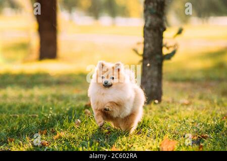 Young Red Puppy Pomeranian Spitz Puppy Dog Play Outdoor In Autumn Grass.