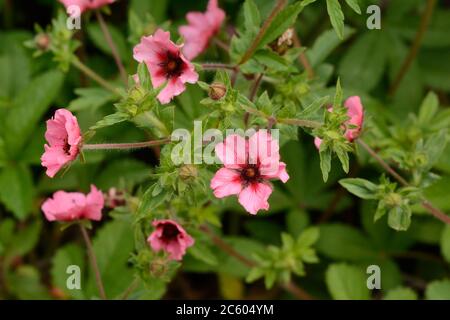 Potentilla nepalensis Helen Jane Cinquefoil pink flower  flowers with red eye Stock Photo