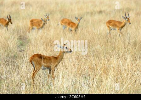 Herd of impala feeding in African Murchison Falls National Park, Uganda Stock Photo