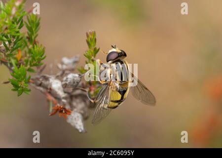 Close-up of a footballer hoverfly or sun fly (Helophilus pendulus) on heather during summer, UK Stock Photo