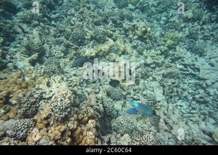 Puffer fish and parrot fish Stock Photo