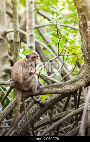 A newborn Crab-eating macaque in mother’s arms in a mangrove forest. Sam Roi Yot National Park, Ramsar Site in Thailand. Stock Photo