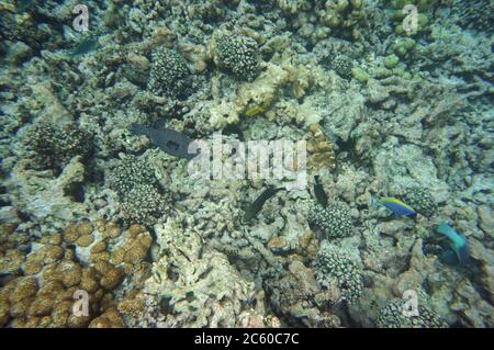 Puffer fish, surgeon fish and parrot fish Stock Photo