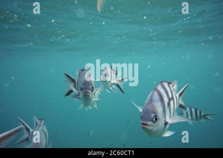 Swarm of Seargen Major fish staring into the camera Stock Photo - Alamy
