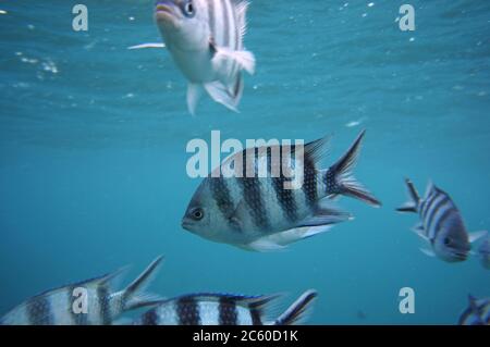 Swarm of Seargen Major fish staring into the camera Stock Photo - Alamy